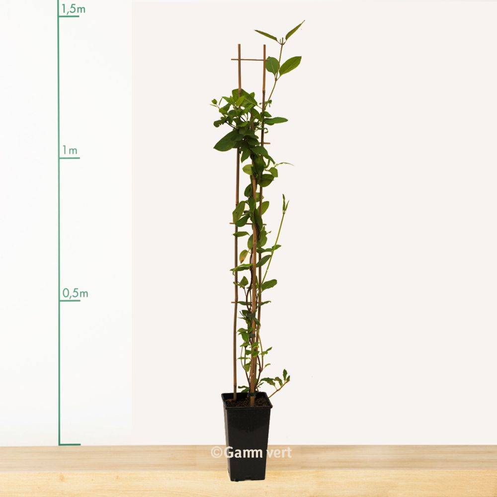 Chèvrefeuille henryi 'Copper Beauty®' - Image 2