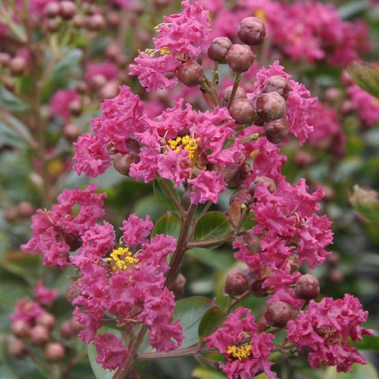 Lilas des Indes Fuchsia d'été