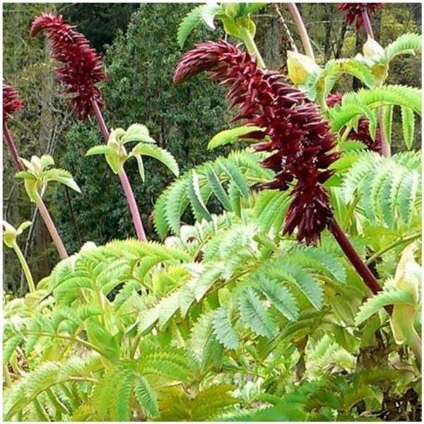 Melianthus
