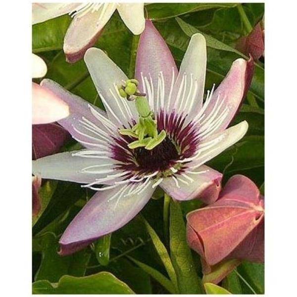 Passiflore 'Victoria'