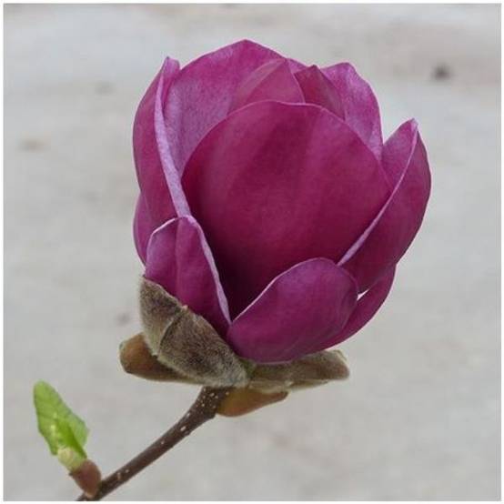 Magnolia greffé 'Génie'