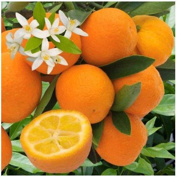 Kumquat rond Bio - Image 1