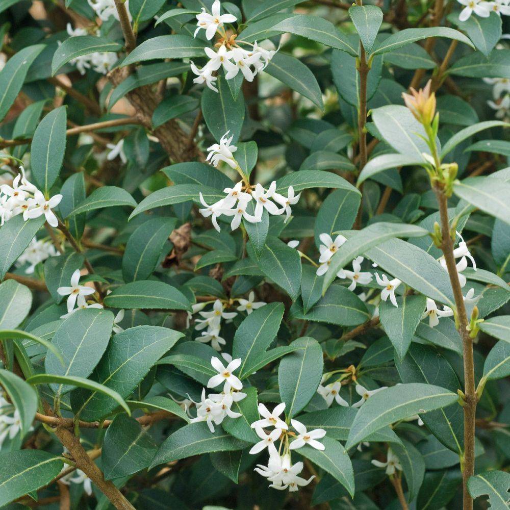 Osmanthe burkwoodii