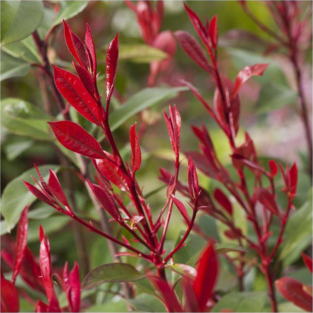 Photinia fraseri 'Magical Volcano'