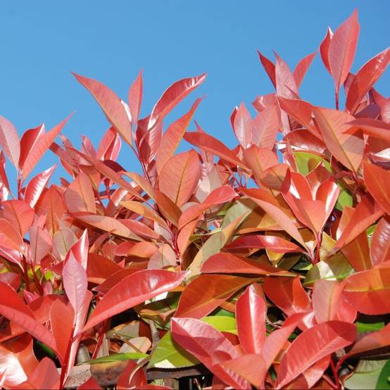 Photinia 'Red robin' - Image 3