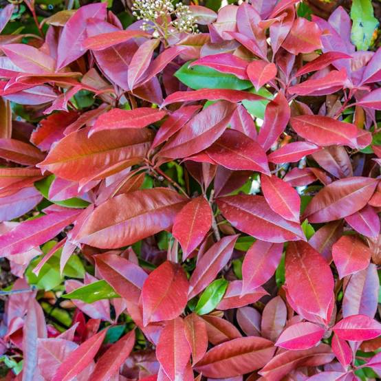 Photinia 'Red robin' - Image 2
