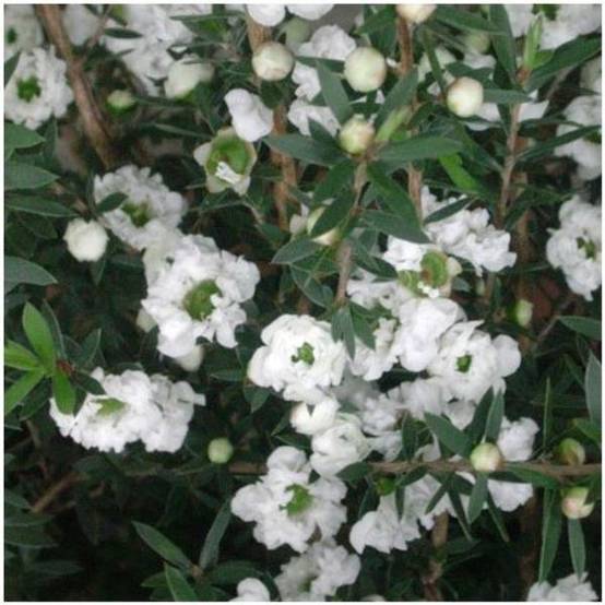 Manuka 'Snow flury'