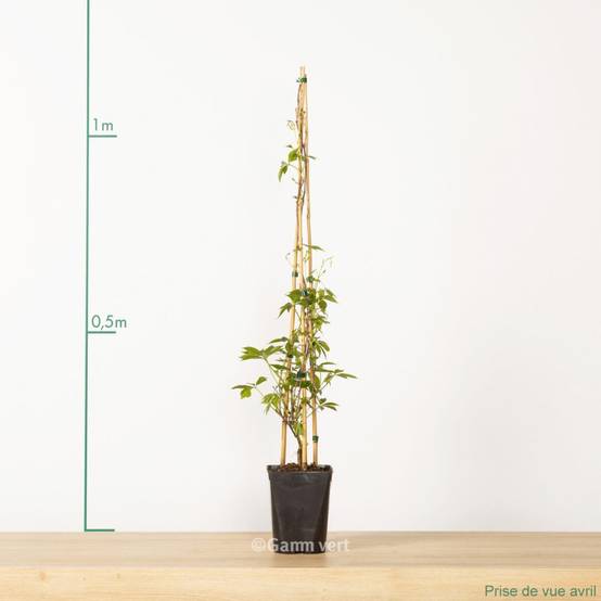 Vigne vierge quinquefolia 'Engelmani' - Image 4