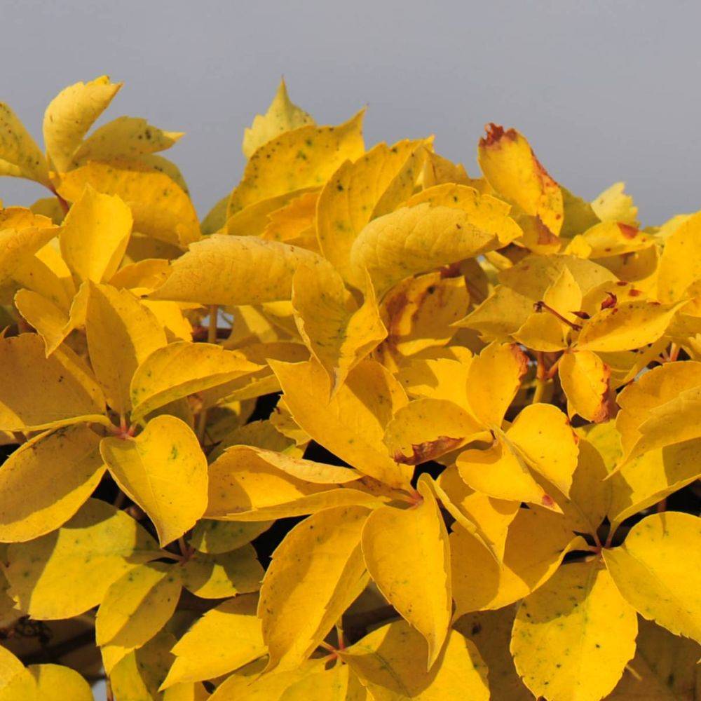Vigne vierge Yellow Wall®