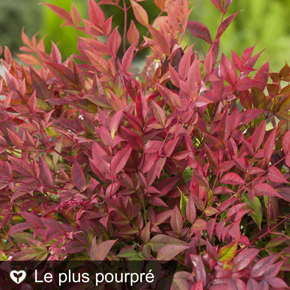 Bambou sacré - Nandina Obsession Seika