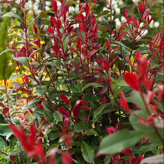 Photinia Carré Rouge - Image 2