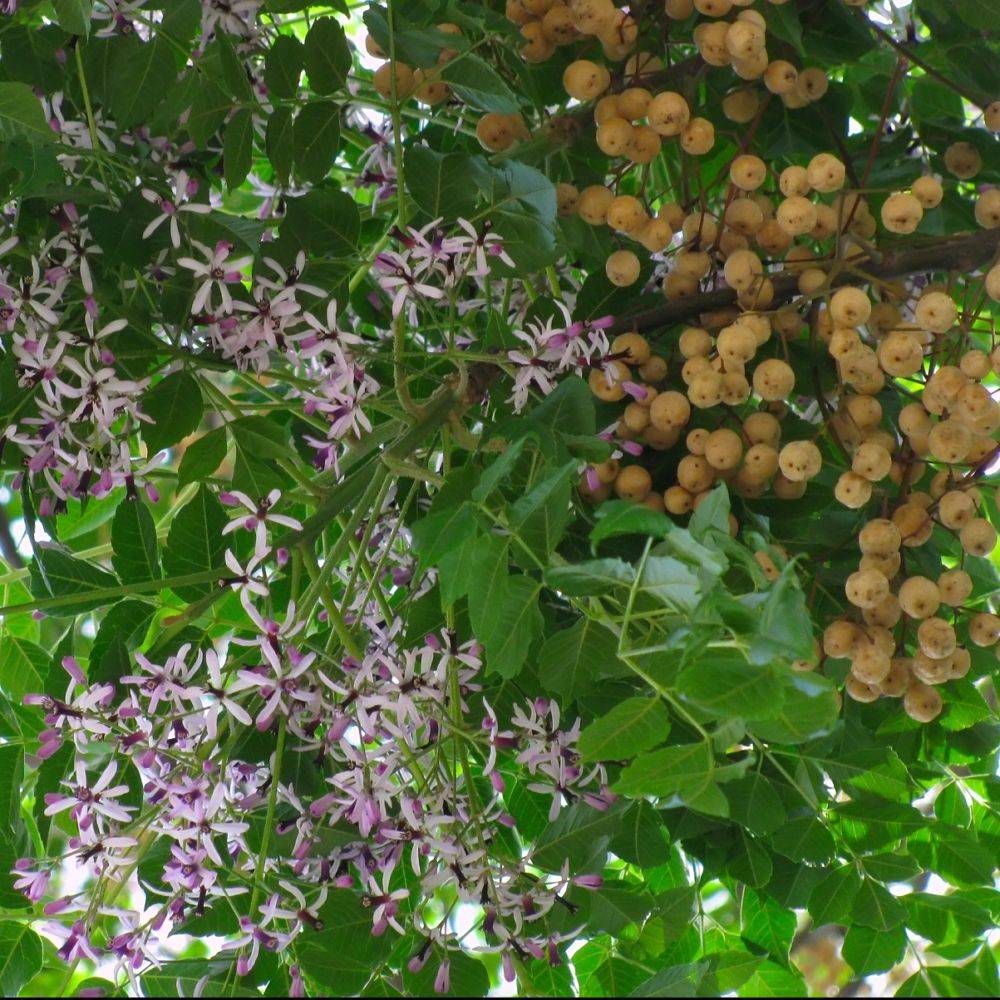 Lilas de Perse - Image 1