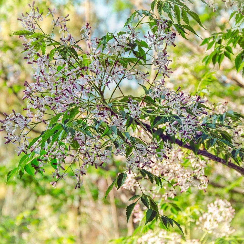 Lilas de Perse - Image 2