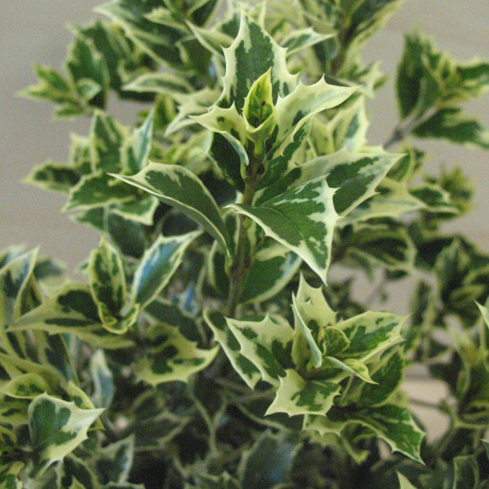Osmanthus heterophyllus Variegata