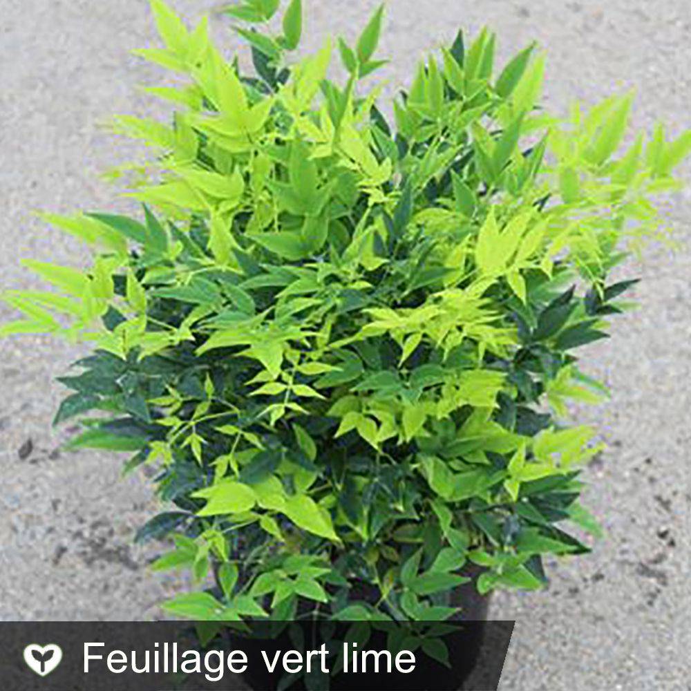 Nandina domestica 'Lemon and Lime' - Bambou sacré - Image 1