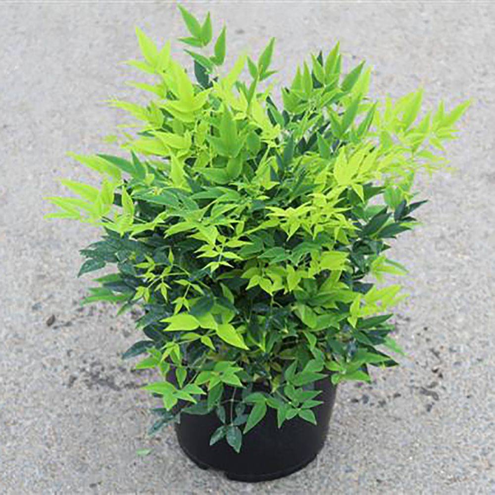 Nandina domestica 'Lemon and Lime' - Bambou sacré - Image 2