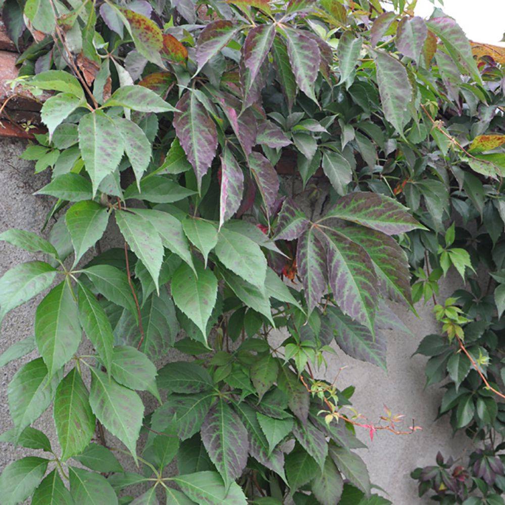 Vigne vierge quinquefolia 'Murorum' - Image 3