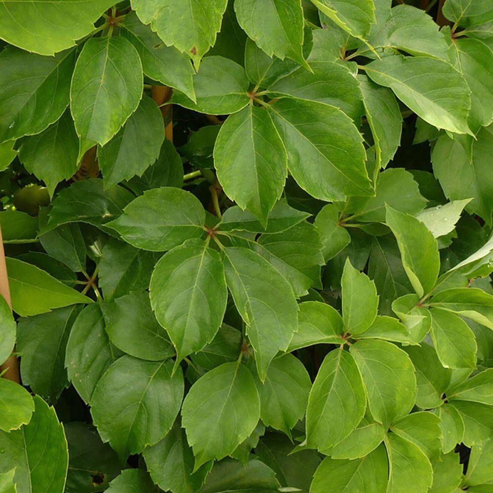 Vigne vierge quinquefolia 'Murorum' - Image 1