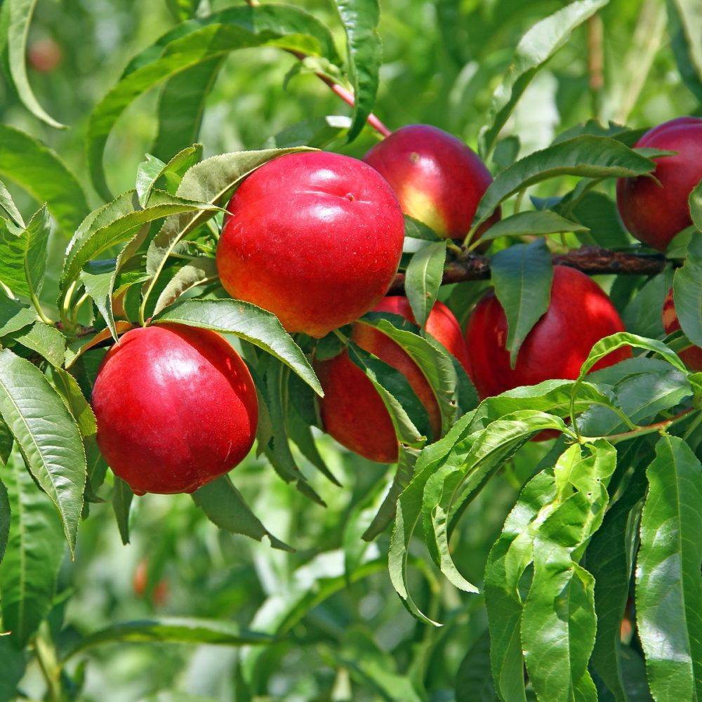 Nectarine NECTARED 4 : taille en gobelet