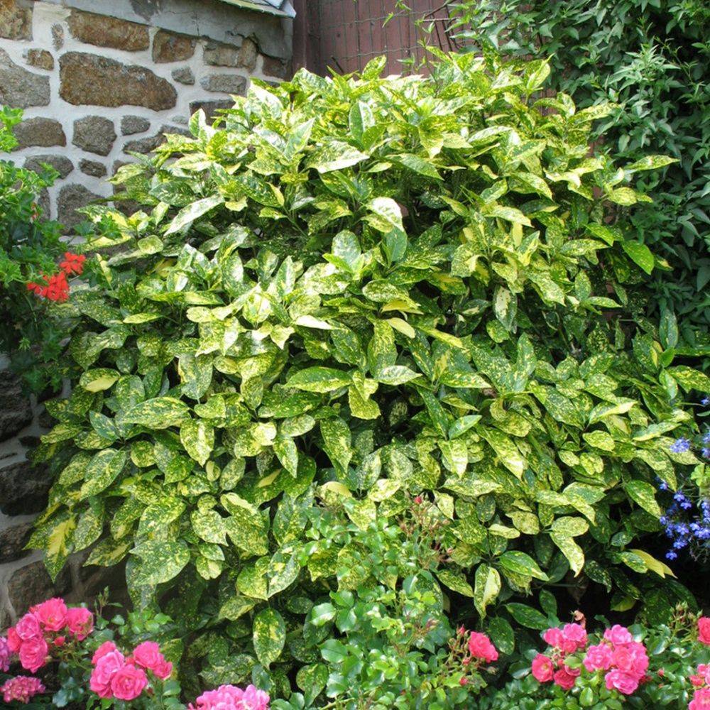 Aucuba du japon 'Crotonaefolia' - Image 1
