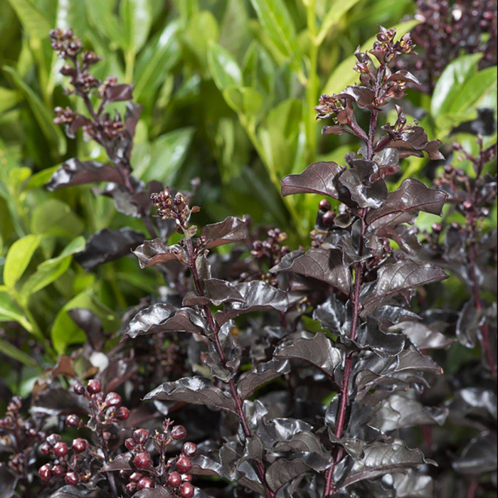 Lilas des Indes Black Solitaire® Pure White - Image 2