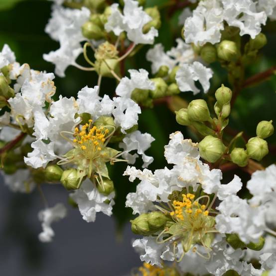 Lilas des Indes Black Solitaire® Pure White - Image 1