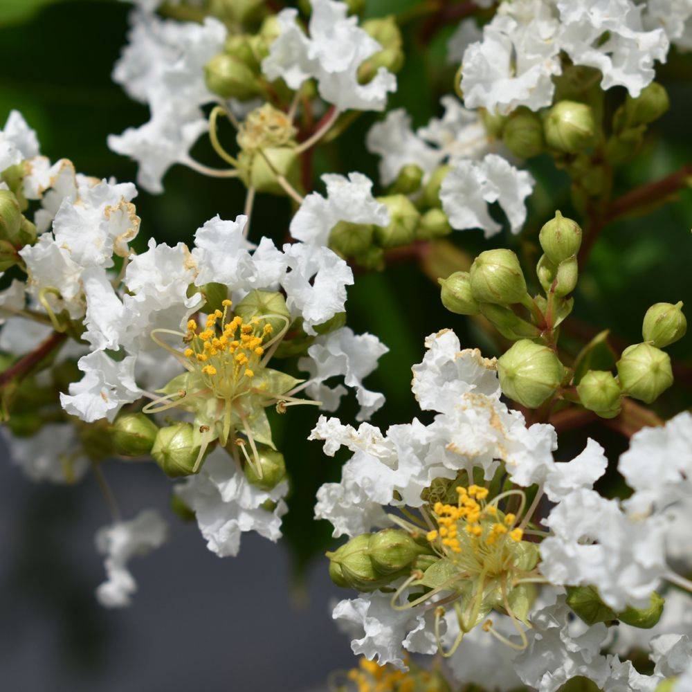 Lilas des Indes Black Solitaire® Pure White - Image 1