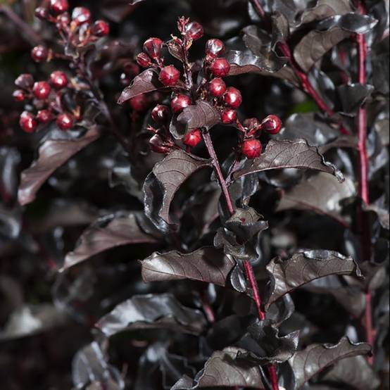 Lilas des Indes Black Solitaire® Pure White - Image 3