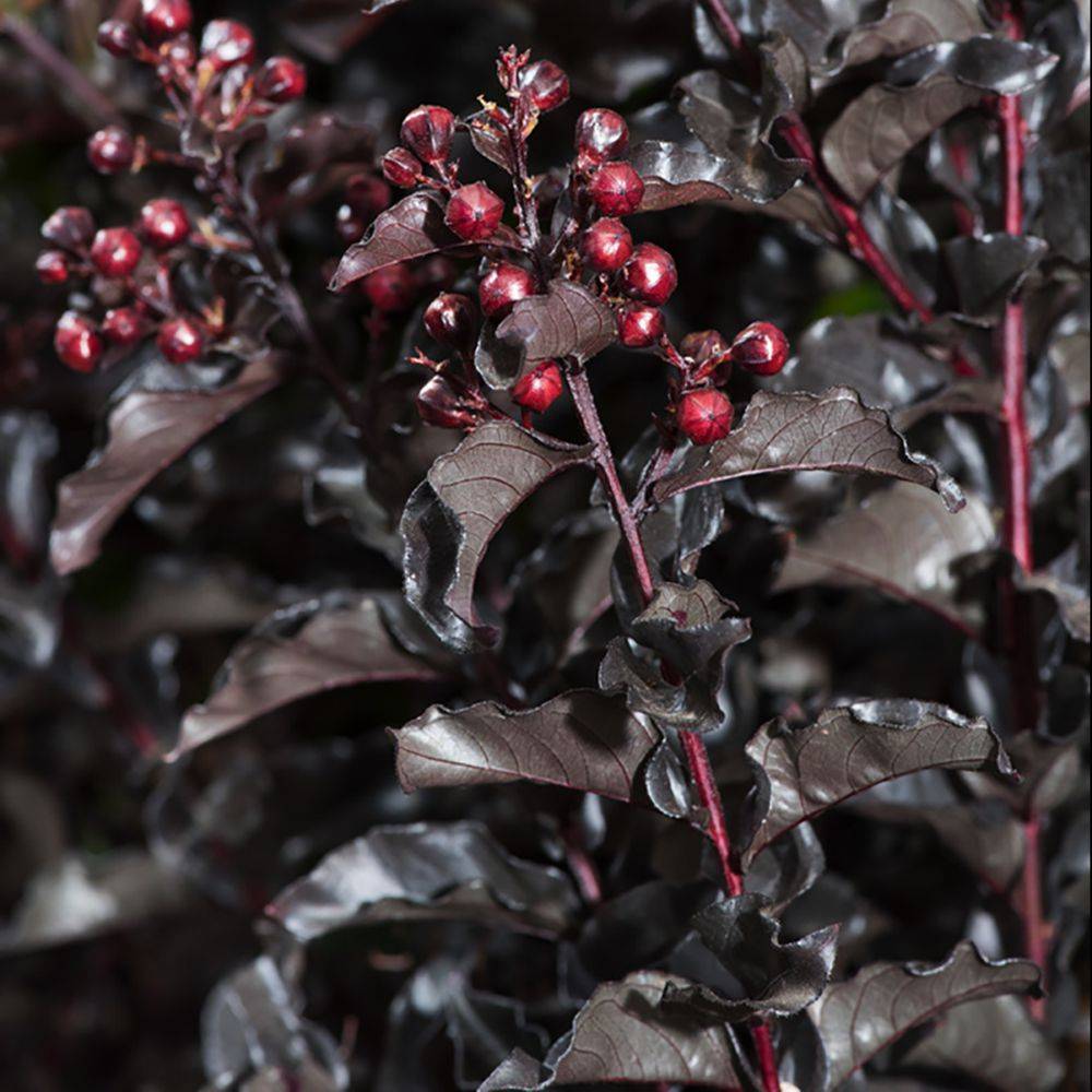 Lilas des Indes Black Solitaire® Pure White - Image 3