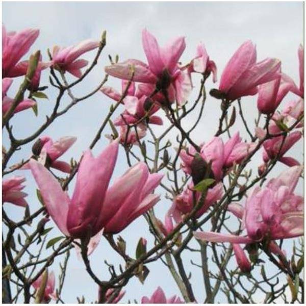 Magnolia x soulangeana