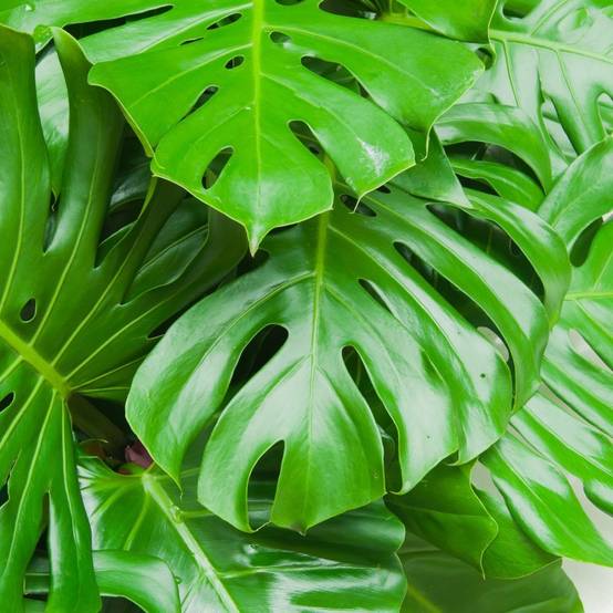 Monstera deliciosa - Image 2