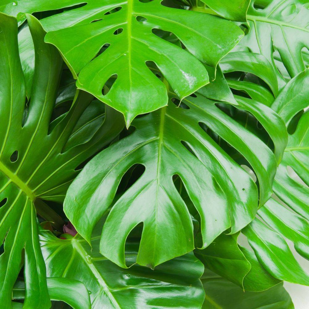 Monstera deliciosa - Image 2