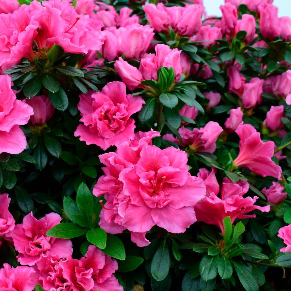 Azalée remontante Bloom Champion® PURPLE