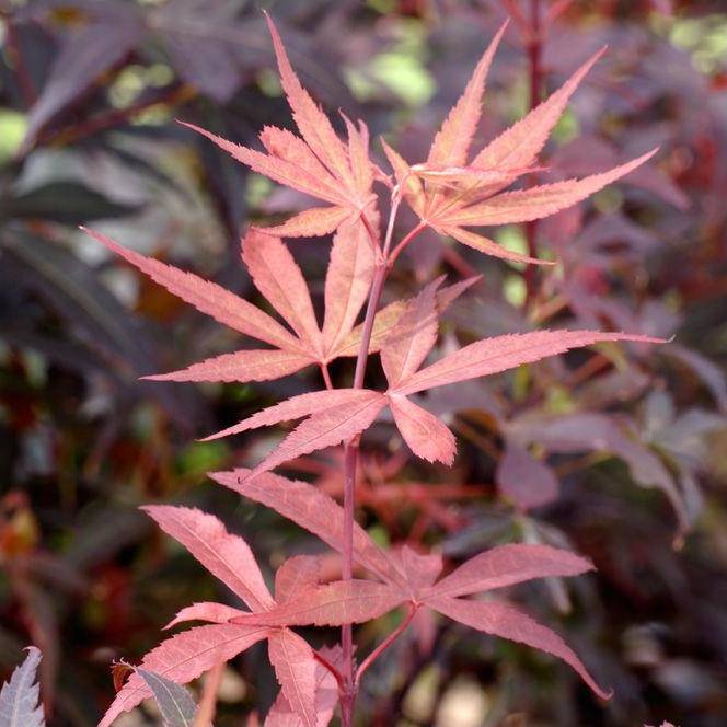 Erable du Japon 'Skeeters Broom' - Image 2