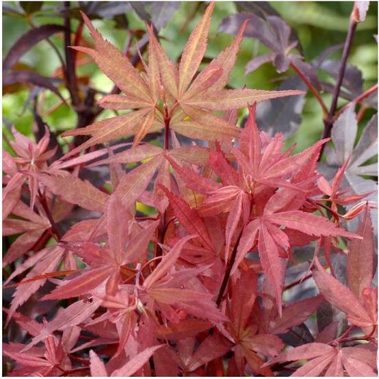 Erable du Japon 'Skeeters Broom' - Image 3