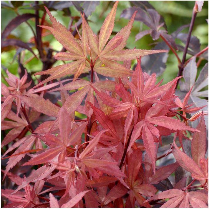 Erable du Japon 'Skeeters Broom' - Image 3