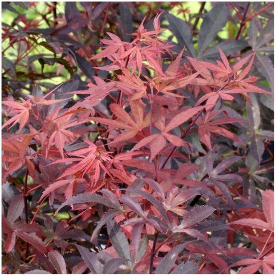 Erable du Japon 'Skeeters Broom' - Image 1
