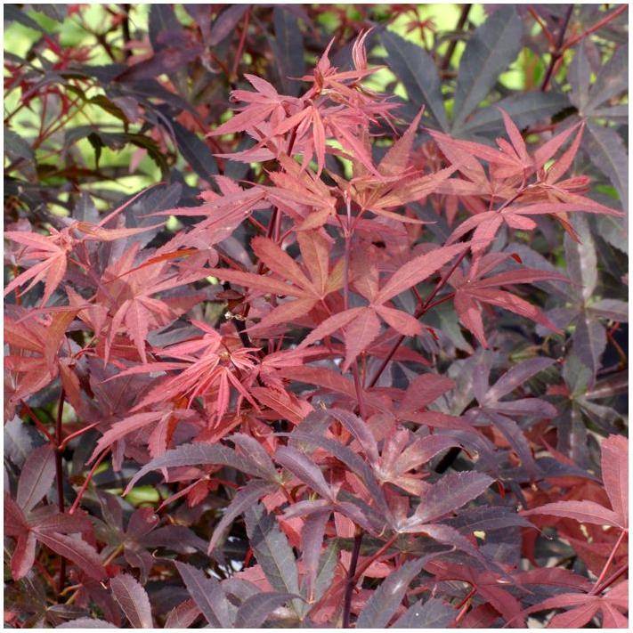 Erable du Japon 'Skeeters Broom' - Image 1