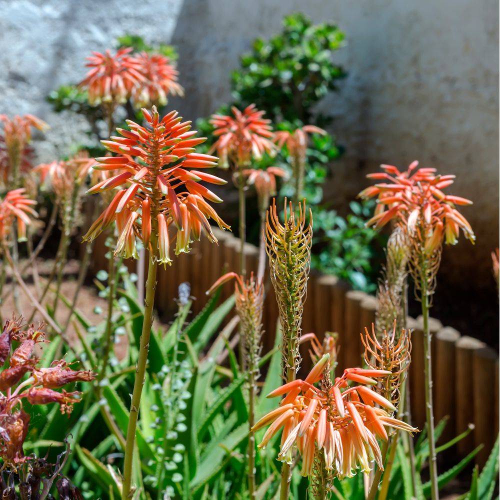 gasteria aloe Gasteria acinacifolia main image 0