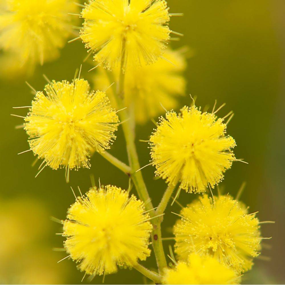 Mimosa d'hiver - Image 2