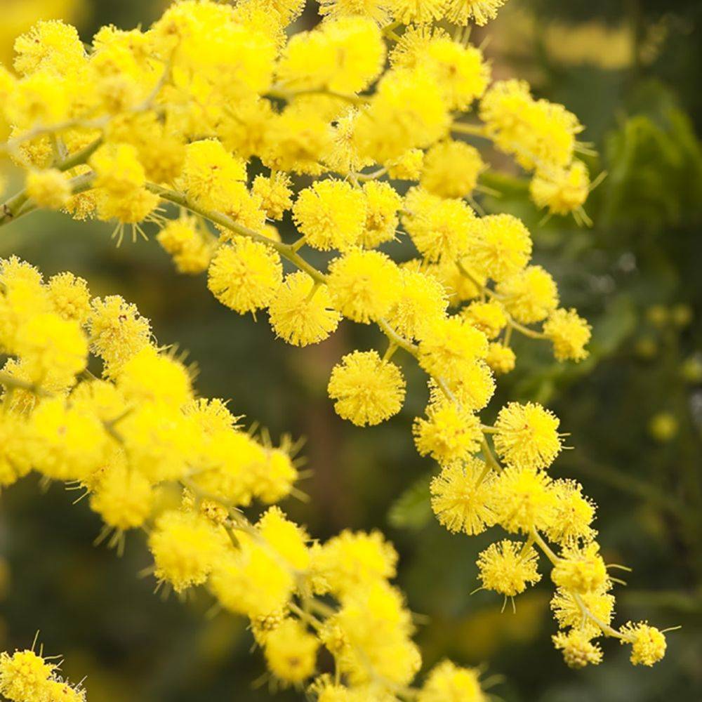 Mimosa d'hiver - Image 1
