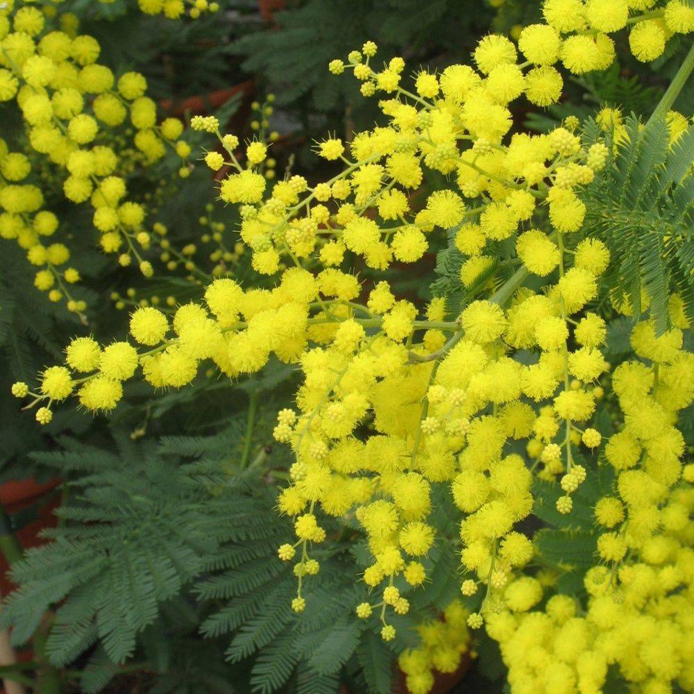 Mimosa d'hiver - Image 3