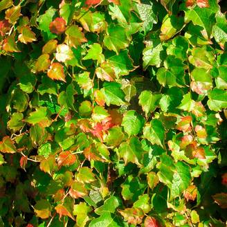 Vigne vierge 'Minutifolia'