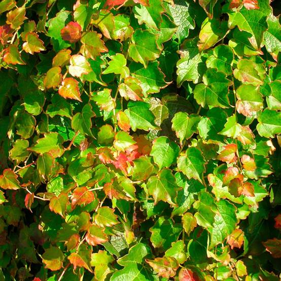 Vigne vierge 'Minutifolia'