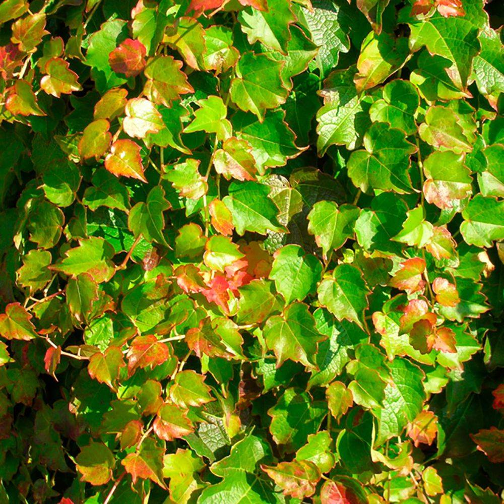 Vigne vierge 'Minutifolia'