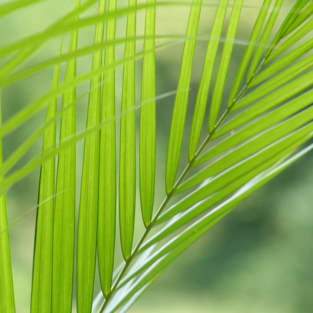 Areca - Image 2
