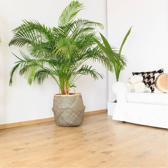 Areca - Image 3
