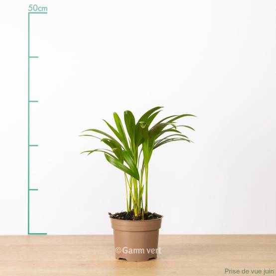 Areca - Image 4