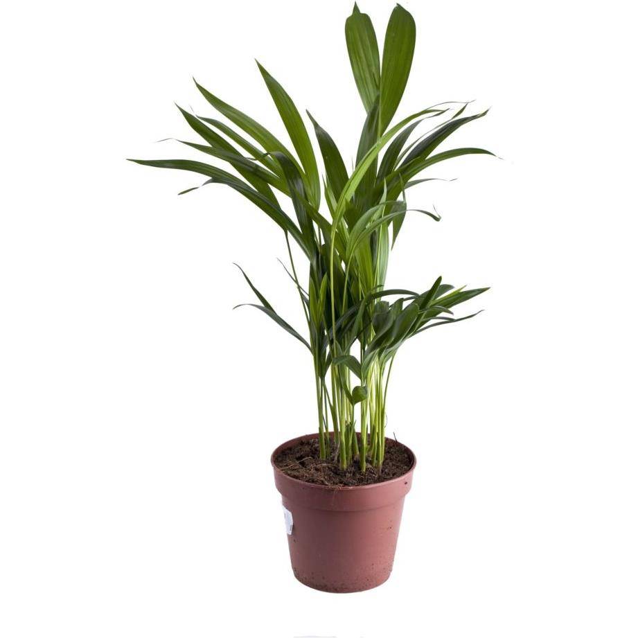 Areca - Image 1