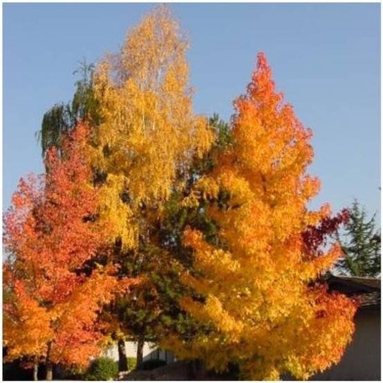 Liquidambar - Copalme d'Amérique